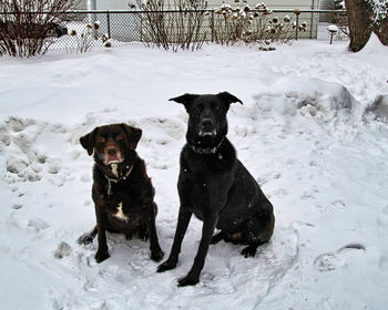 Portrait of dogs in snow