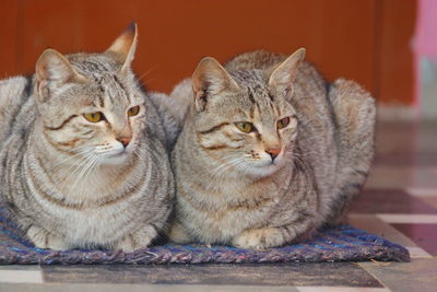 Close-up portrait of a cat