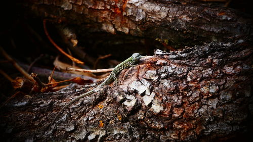 Close-up of tree trunk