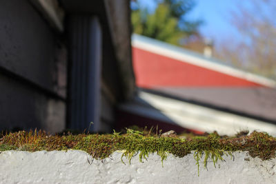plant