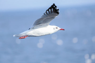 Seagull flying in the sky