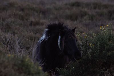 Close-up of horse on field