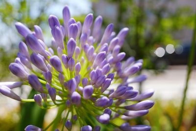 Close-up of purple flowers