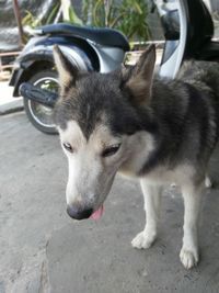 Close-up of a dog looking away
