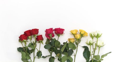 Close-up of tulips against white background