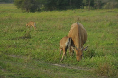 Horses grazing in a field