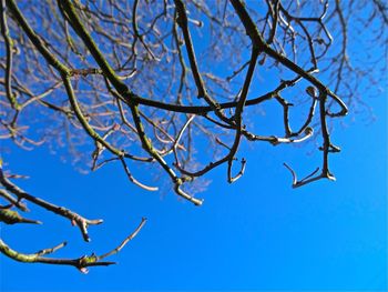 Low angle view of bare trees against blue sky