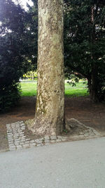 Tree trunk