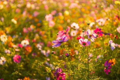 Close-up of purple flowering plants on field