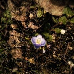 Close-up of purple flowers