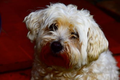 Close-up portrait of dog