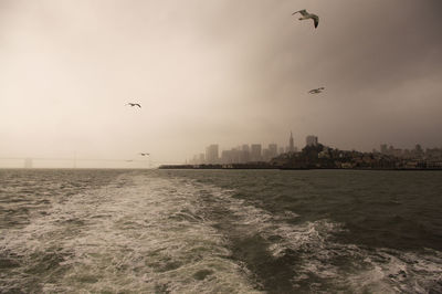 Seagulls flying over sea in city