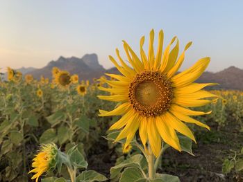 Close-up of sunflower on field against sky