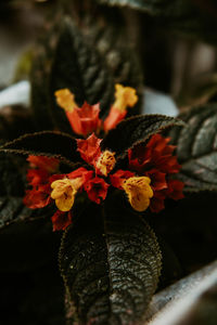 Close-up of orange flowering plant