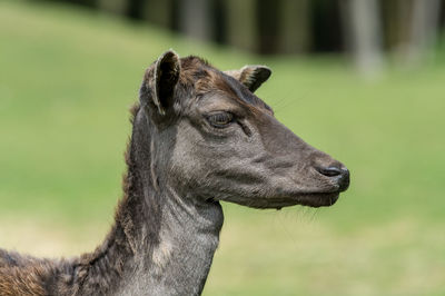 Close-up of a horse looking away