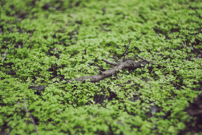 Lizard on green leaves