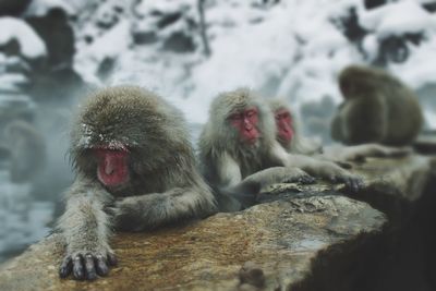 Close-up of monkey on rock in snow