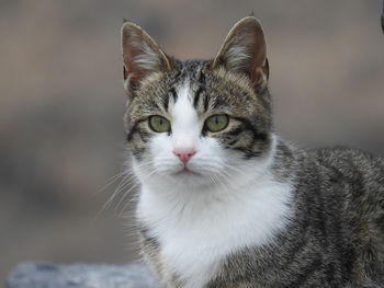 Close-up portrait of cat