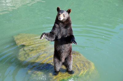 Bear standing on rock formation in lake