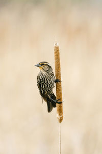 Closeup portrait of a sparrow perched sideways on a cattail reed