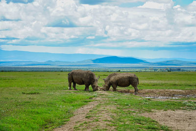 Rhino in a field