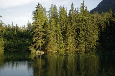 Scenic view of lake in forest