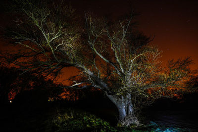 Trees against sky at night