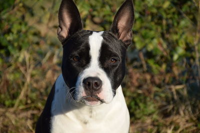 Close-up portrait of dog