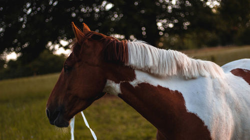 Close-up of horse standing on field