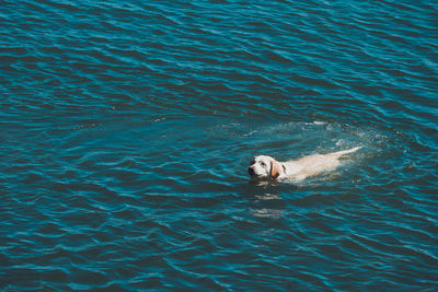 Low section of person swimming in water