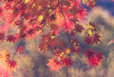 Close-up of maple leaves against blurred background