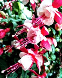 Close-up of pink flowers