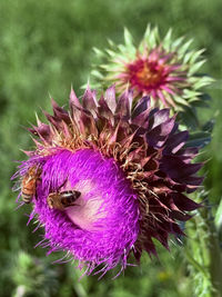 thistle