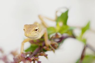 Close-up of lizard