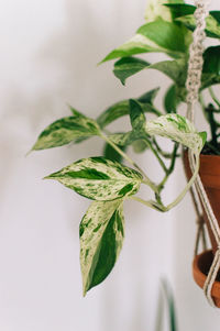 Pothos marble queen