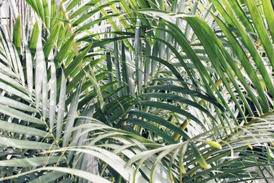 Close-up of palm tree leaves