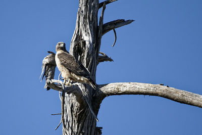 Low angle view of bird perching on tree against sky