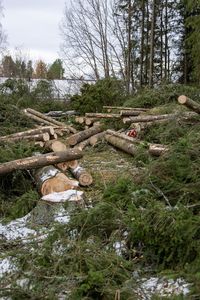 Stack of logs on field in forest