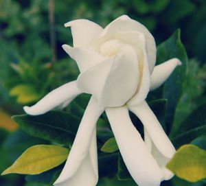 Close-up of white flower blooming outdoors