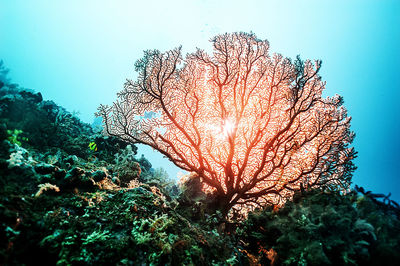 Low angle view of tree against sky