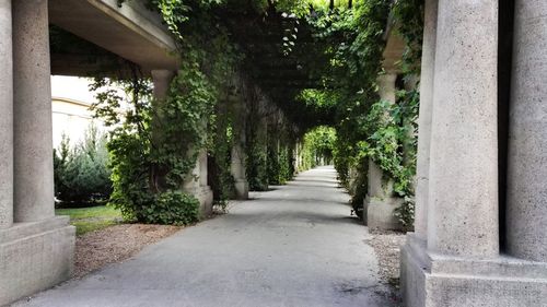 Walkway amidst trees