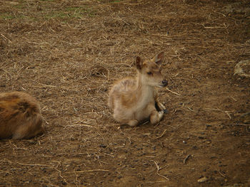High angle view of sheep on field