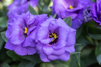 Close-up of purple flowering plant