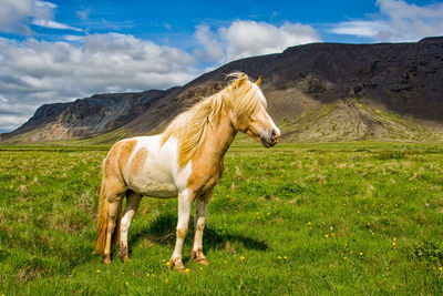 Horse standing on field