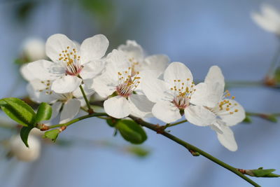 Close-up of white cherry blossom plant