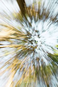 Full frame shot of dandelion