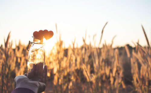 Close-up of hand holding plant on field against sky during sunset