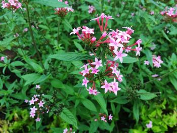 Close-up of pink flowers