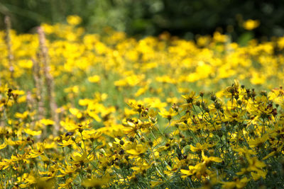 Close-up of yellow flowering plants on field