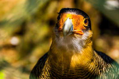 Close-up of a bird looking away